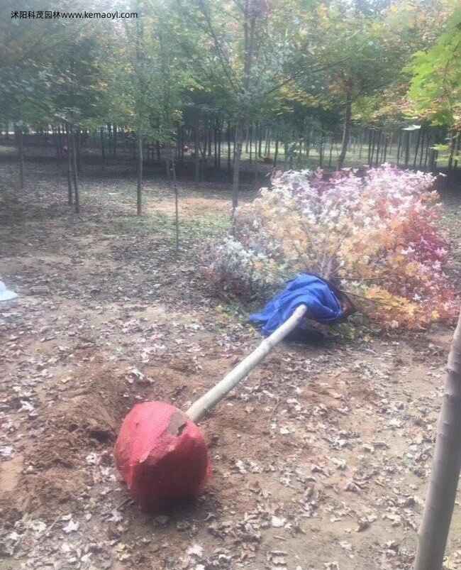 1547021615207492.jpg
