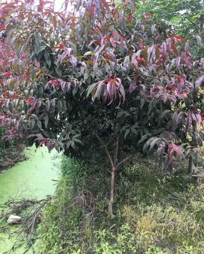 1547704195127770.jpg 1547704195127770.jpg