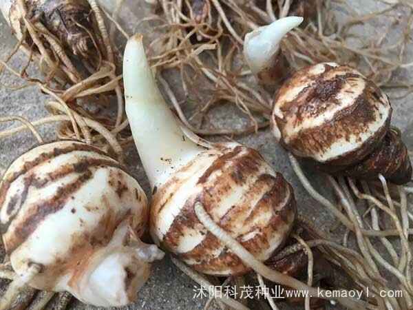 独角莲种子