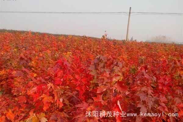 红枫种子