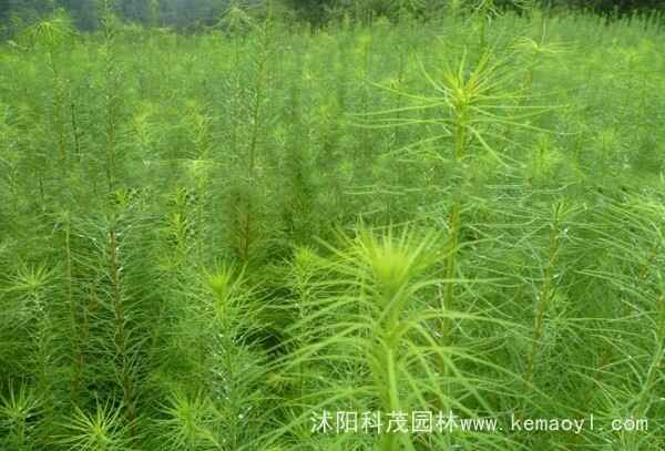 落叶松种子