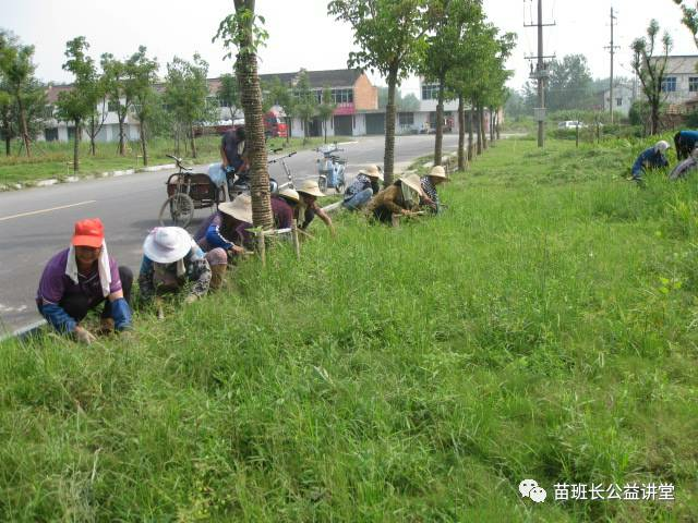 3月份草坪中恶性阔叶杂草防除技术攻略