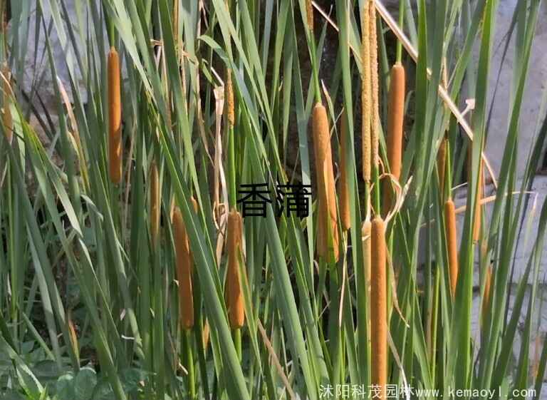 香蒲和菖蒲的差别