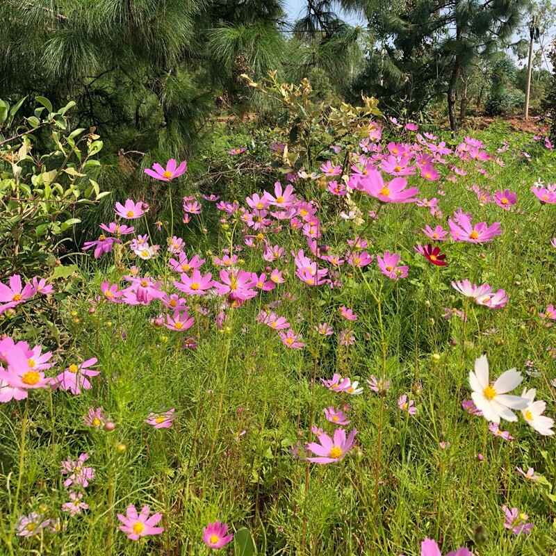 波斯菊