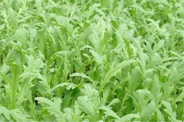 茼蒿菜是春秋季都能种吗？