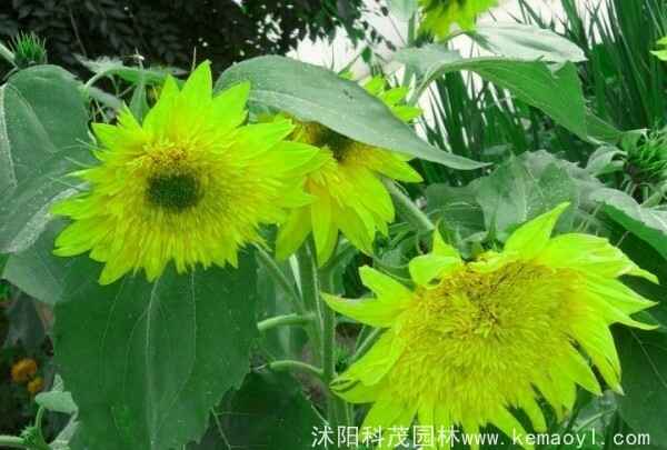 1526455979108590_副本[1].jpg