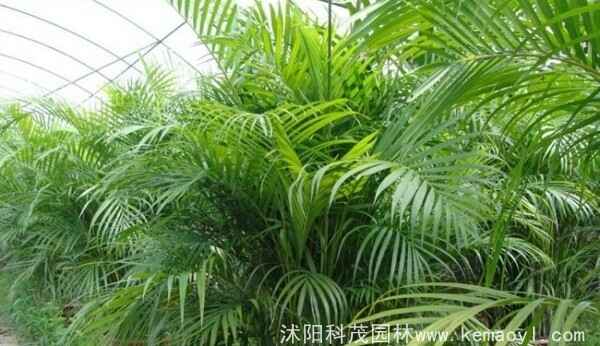 散尾葵的播种方式