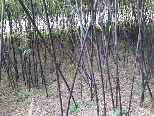 庭院种植竹子选什么品种好