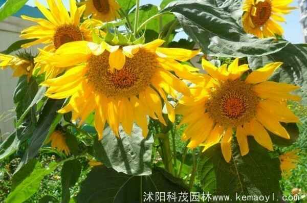 多头向日葵长多高能开花