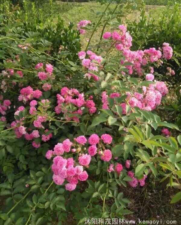 蔷薇种子什么季节播种