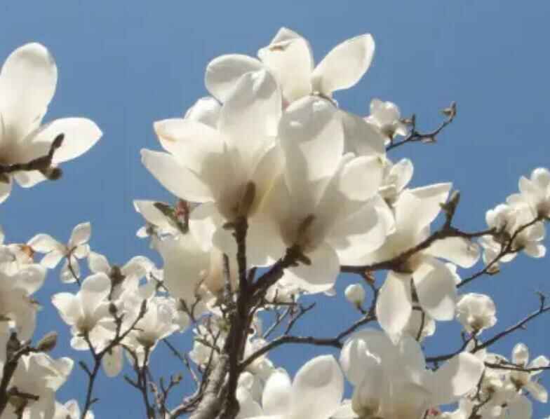 玉兰北方种植会冻死吗