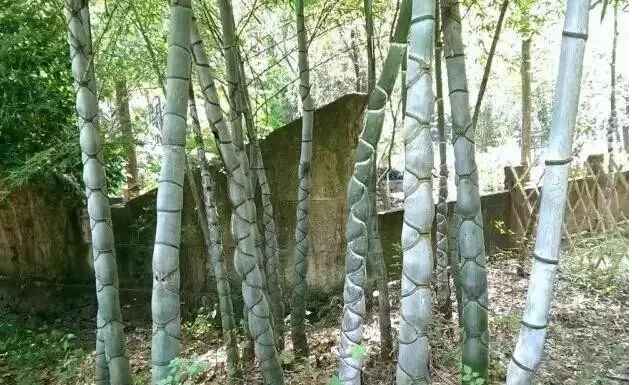 名贵的竹子品种有？