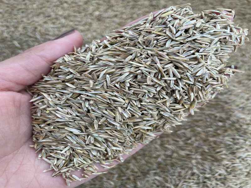 多年生黑麦草牧草种子价格_图片_播种方法