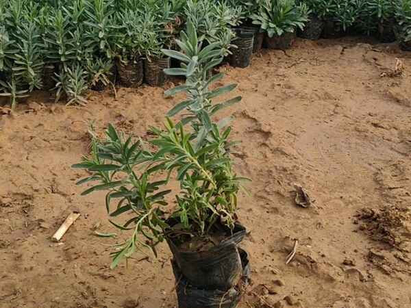 薰衣草种苗 薰衣草种苗