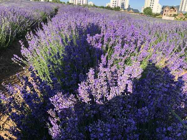 薰衣草种苗 薰衣草种苗