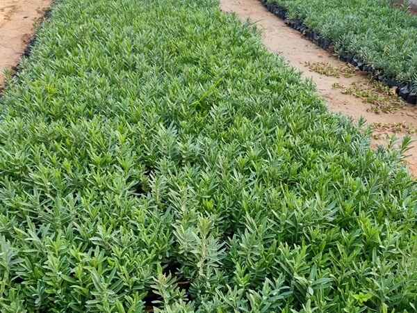 薰衣草种苗 薰衣草种苗