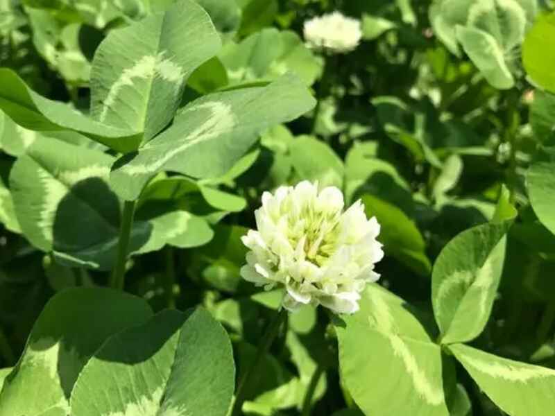 白三叶草坪多少钱一平米白三叶草坪冬天是绿的吗