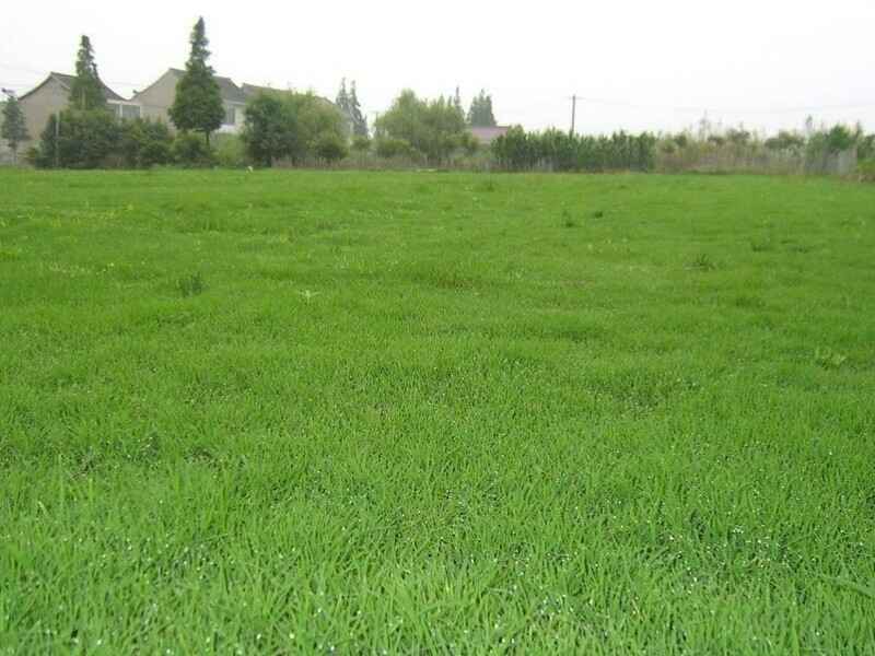 百慕大草坪每年都要重新种植吗百慕大的种植方法