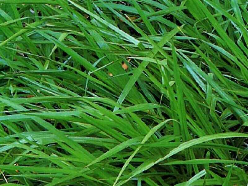 百喜草草坪可以混播种植吗百喜草混播有什么好处