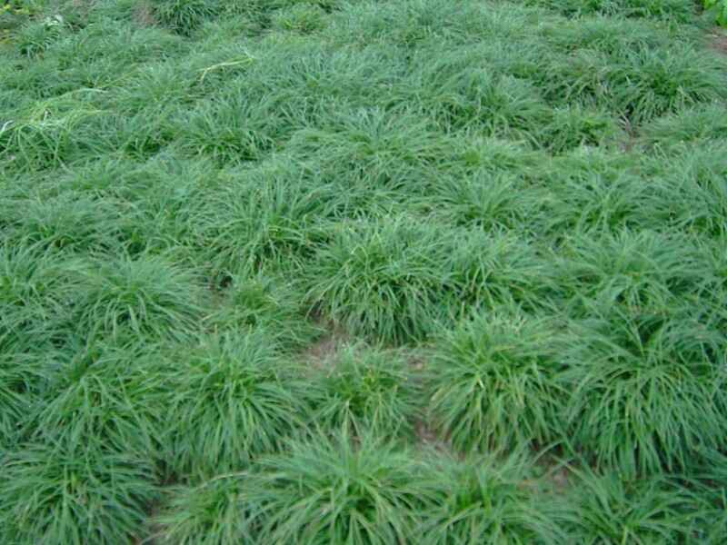 百喜草草坪种子可以在附近的种子站或者花草市场购买