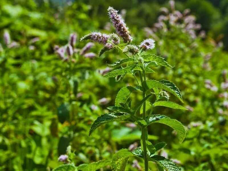 薄荷春季可以种植吗，适合什么时候种植
