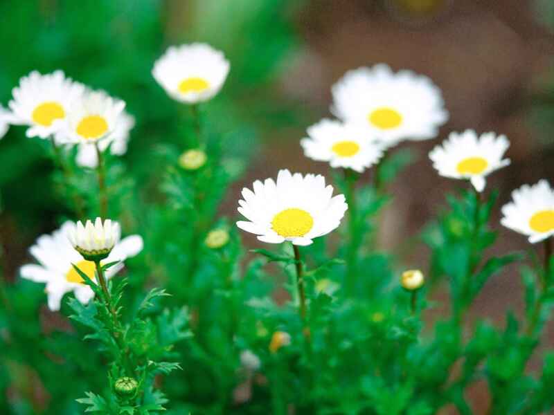 除虫菊冬季还能开花吗