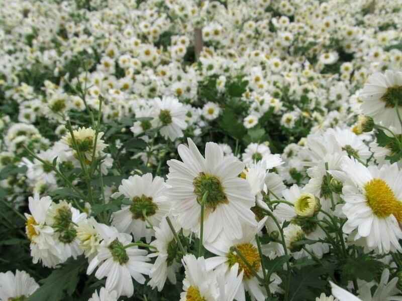 除虫菊种植的方法是什么，怎么能过冬