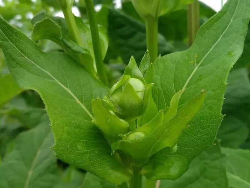 串叶松香草冬季需要修剪吗，种植后发生病虫害怎么办