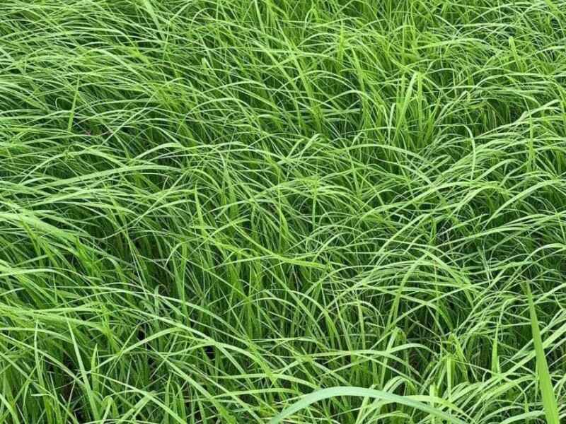 东方狼尾草种子几月种植效果好