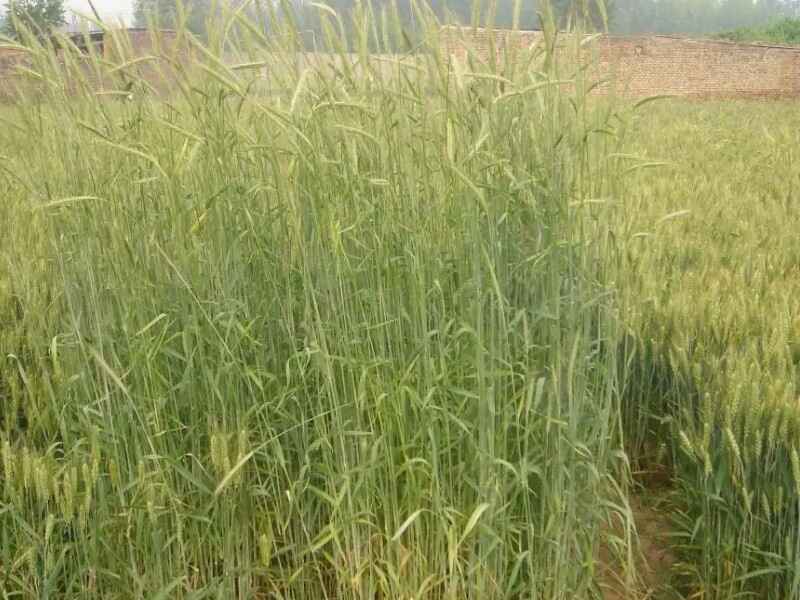 冬牧70种子冬天可以种植吗是多年生牧草吗？