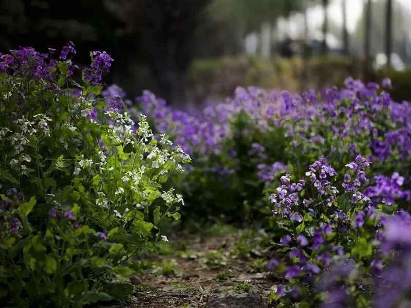 二月兰种植什么时候种植最好，购买种子应该怎么选
