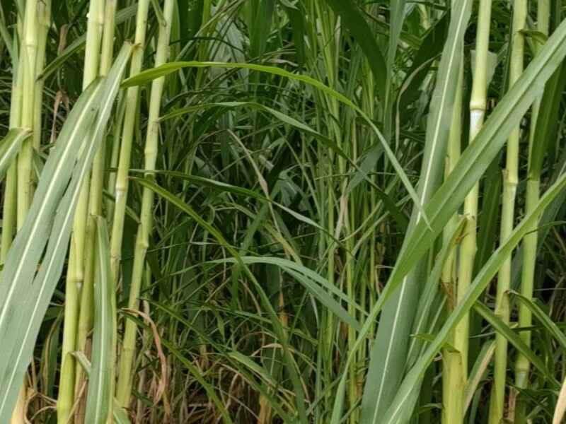 放牧种植皇竹草适合吗是多年生牧草吗