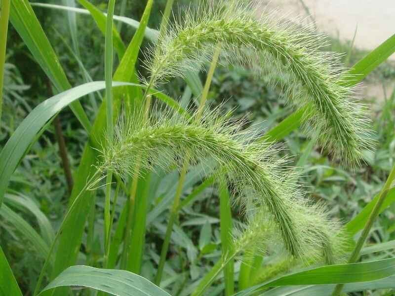 狗尾草种植一亩地需要多少种子，可以进行移栽吗