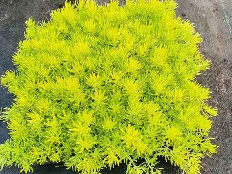 海南省屋顶绿化后有什么作用，种植时使用多少种子