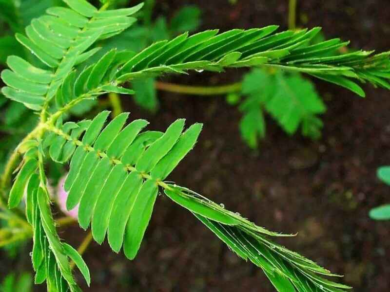 含羞草适合什么时候种植，种植后多久可以开花