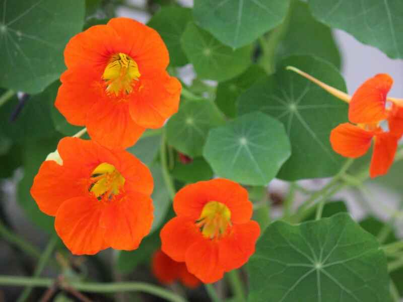 旱金莲种植之后多久可以开花