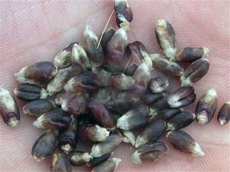 黑小麦种子冬天可以种植吗是多年生牧草吗