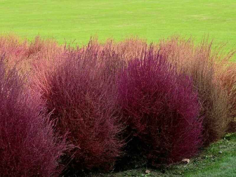 红叶地肤春季可以种植吗，种植后好养护吗