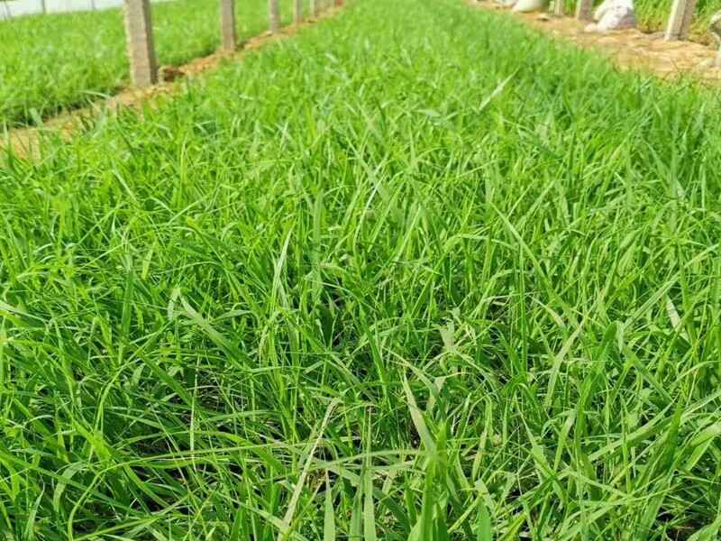 湖南稷子什么时候种植最适合