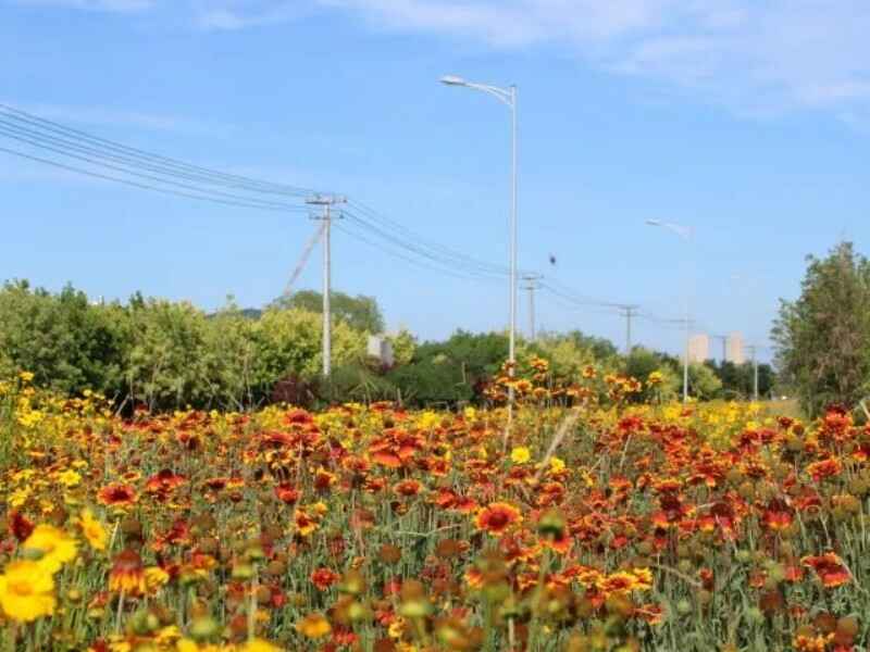 花环菊什么时候播种最好