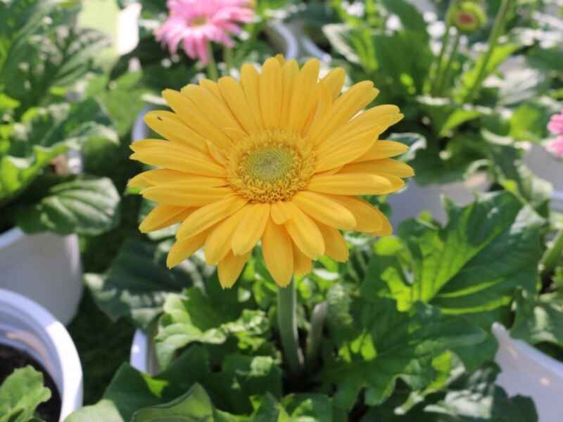 黄菊花夏季能种植吗