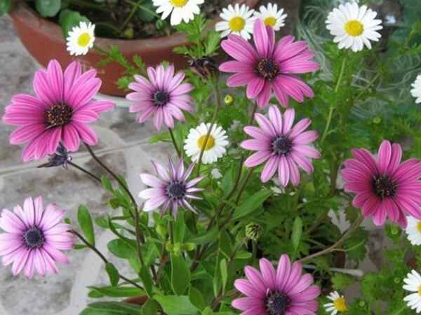 非洲菊6.jpg