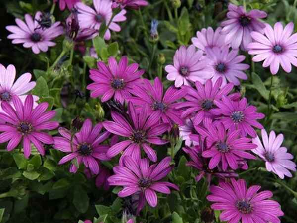 非洲菊8.jpg