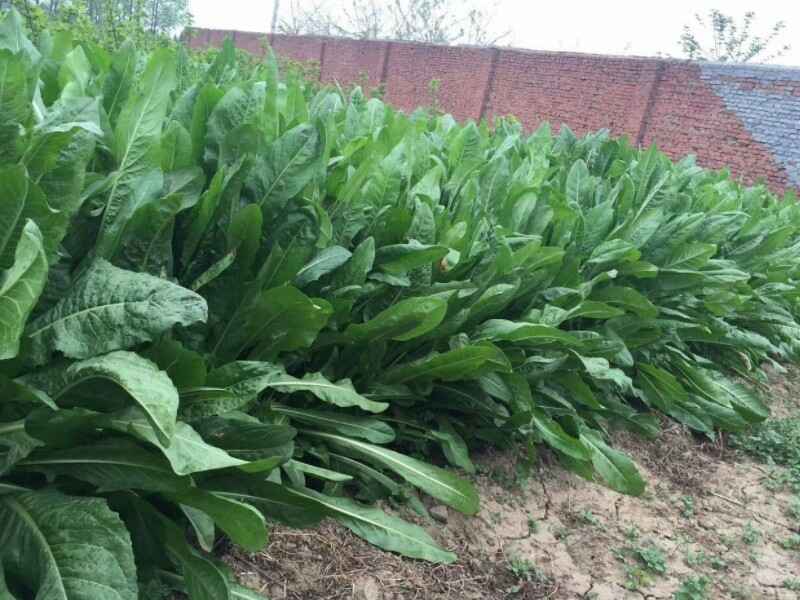 菊苣包衣适合东北地区种植吗