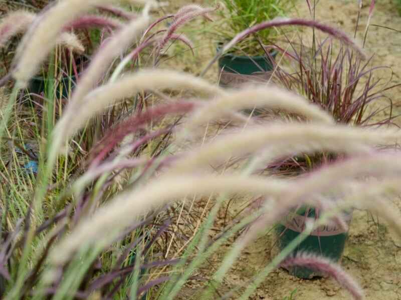 狼尾草种子几天可以发芽狼尾草几月份种植