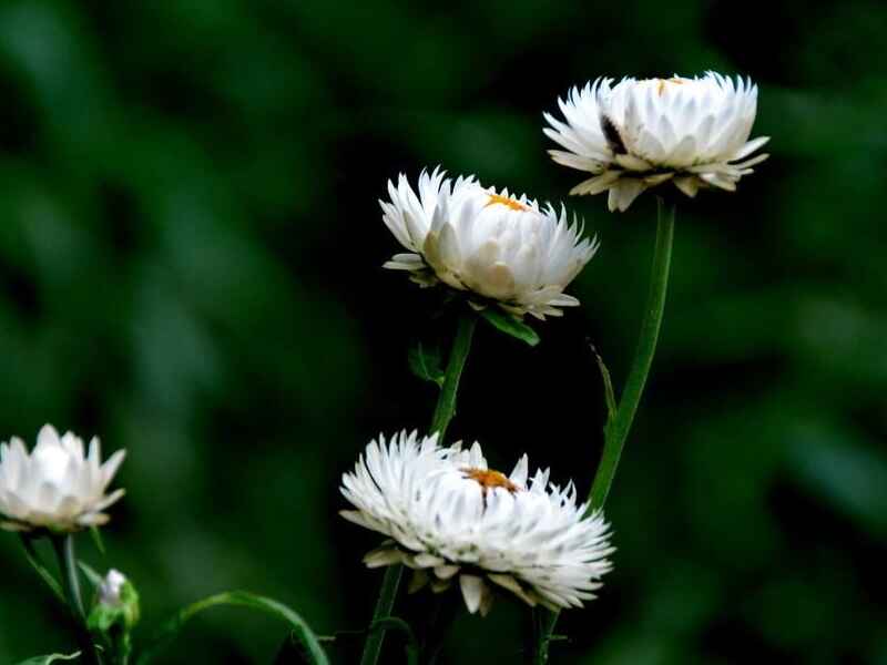 麦杆菊种子种植很难发芽吗适合什么时候播种