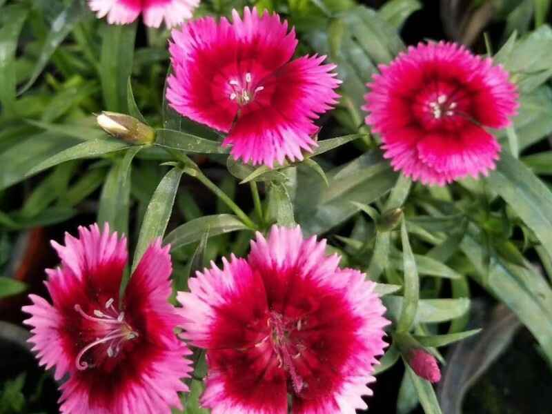 美国石竹开花什么样子花期有多长