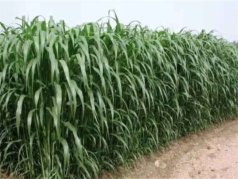 墨西哥玉米牧草每次收割间隔多久收割可以晾晒储存吗