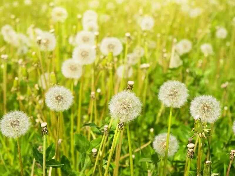 蒲公英种子种植一亩地需要多少种子，种植后多久可以开花
