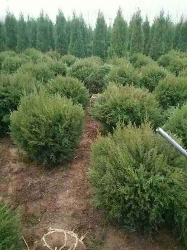 塔柏球